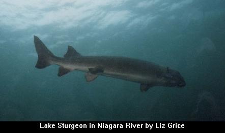 Niagara Rive Sturgeon