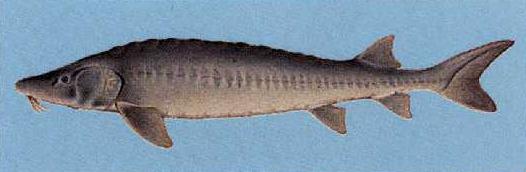 Sturgeon